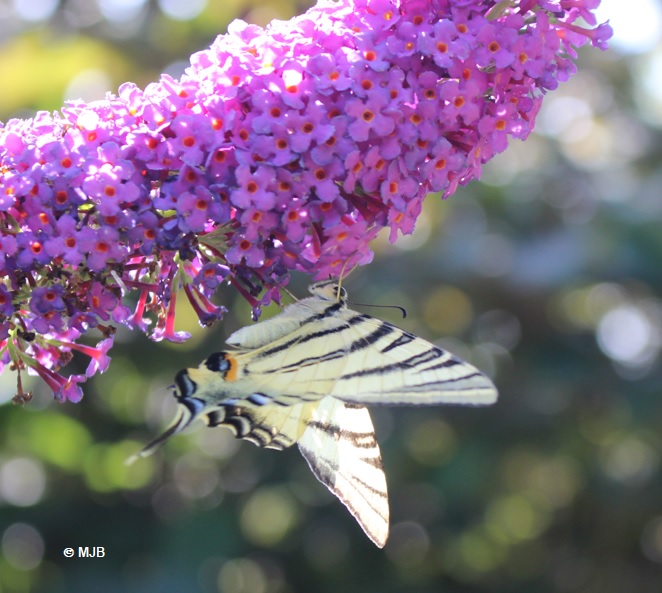 ArbreAPapillonsMachaon