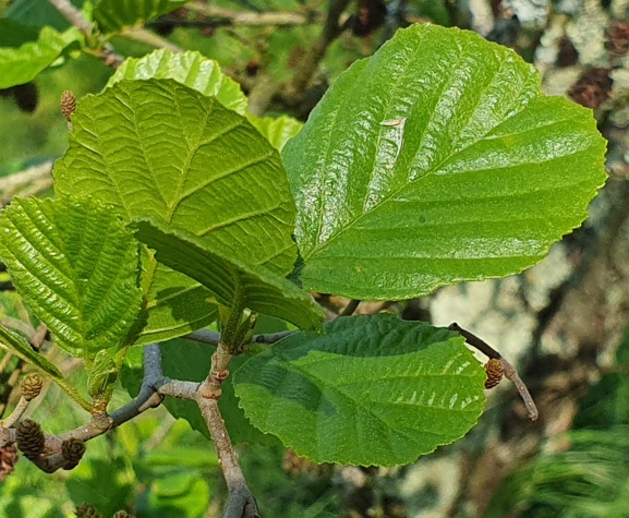 Aulne Feuilles Mai