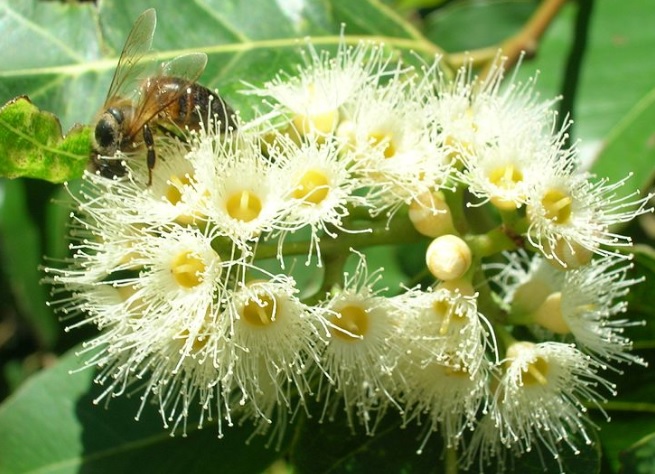 EucalyptusAbeille