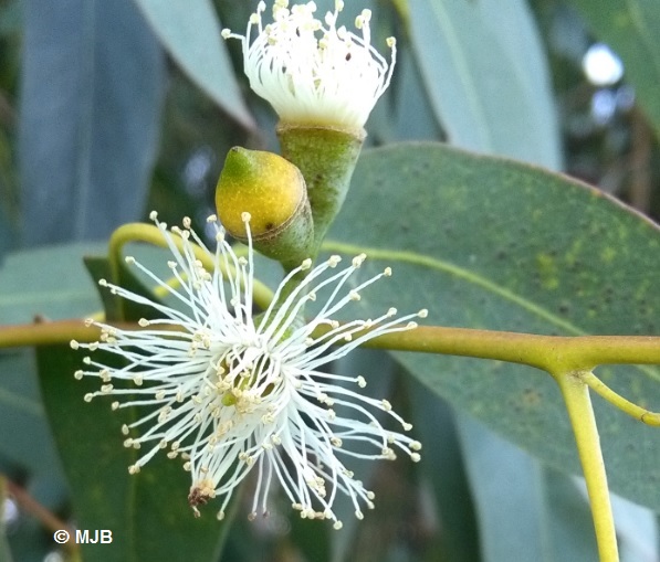 EucalyptusFleur