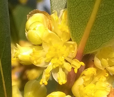 LauriersauceFleurs