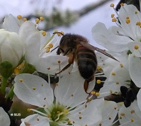 mirabellierabeille