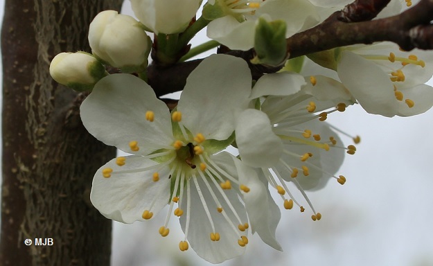 mirabellierfleur