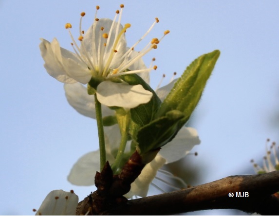 mirabellierfleurfeuille