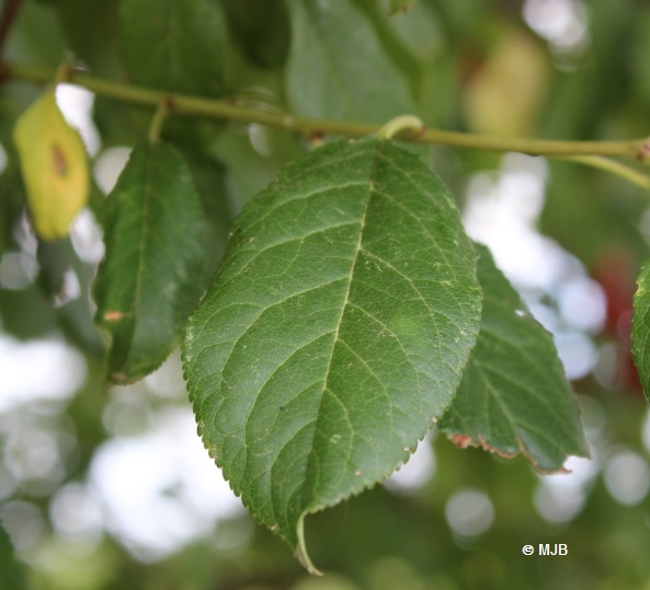 PrunusFeuilles