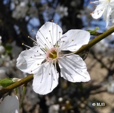 prunusfleur2019