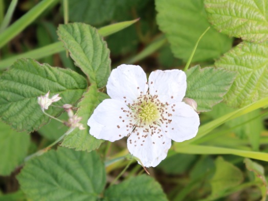 RosierDesChampsFleur