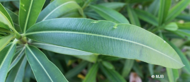 LaurierRoseFeuille