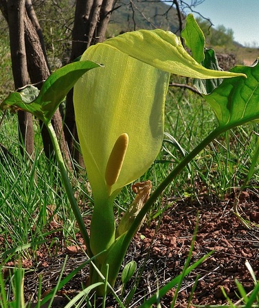 ArumItalieFleur