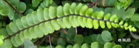 CapillaireDesMuraillesFeuilles