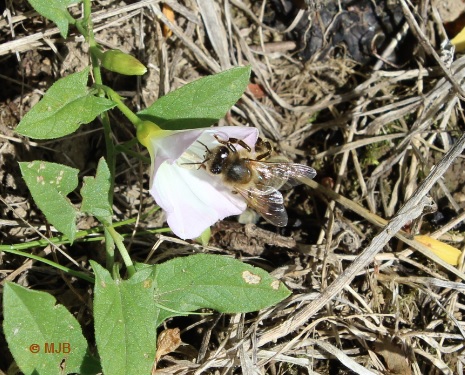 LiseronAbeille