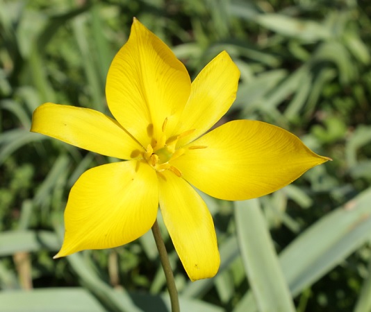 tulipesauvagefleur