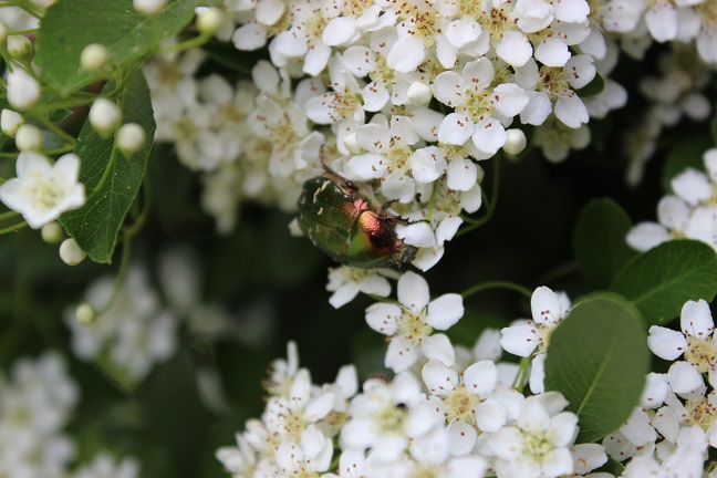 CetoinePyracantha