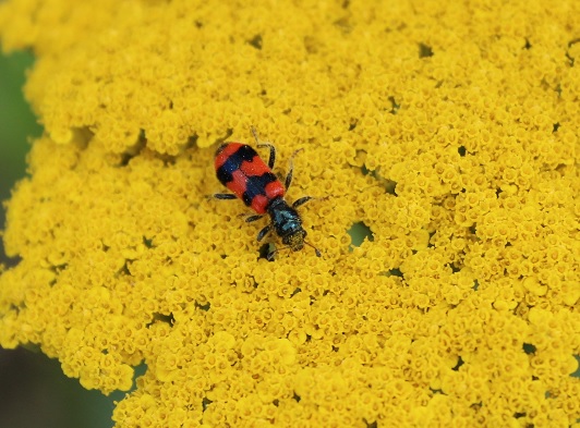 ClaironFleurJaune