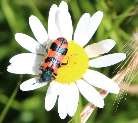 ClaironMargueritte2019