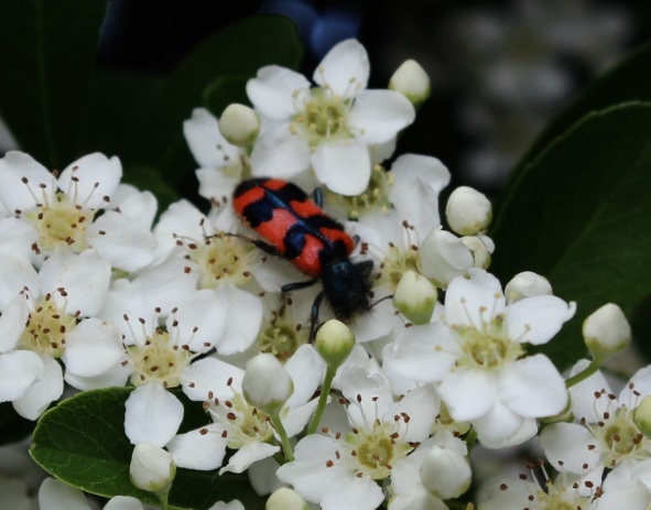 ClaironPyracantha