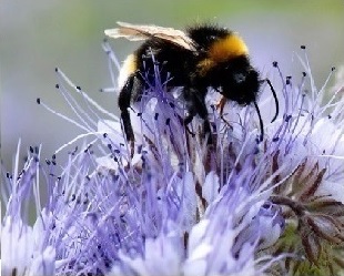 pollinisateur3.jpg