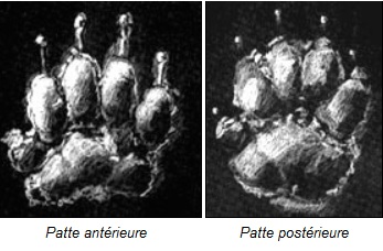 blaireauempreintes