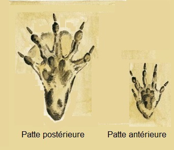 ragondinempreintes